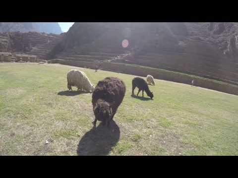 Gopro Hero 4: Llama Spit