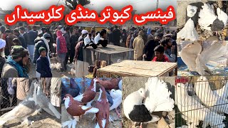 Fancy Kabootar Mandi Kallar Syedan | Latest Update Fancy Pigeon Market Today 17/12/2024 | Kabutar