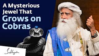 When Sadhguru Discovered a Nagmani (Cobra’s Jewel)