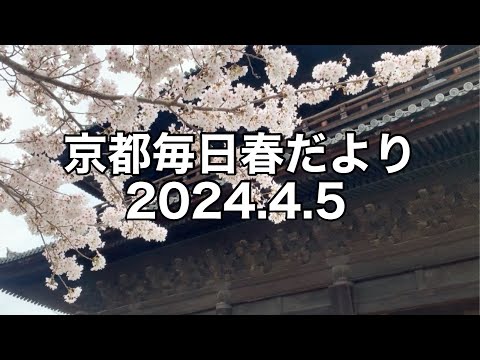 【2024.4.5】京都春の訪れを毎日更新中