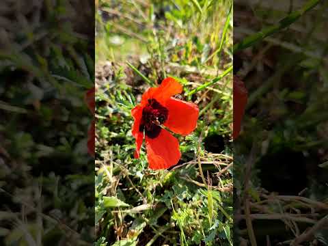 How the wild poppy grows #shorts #wildlife #poppy #nature #plants