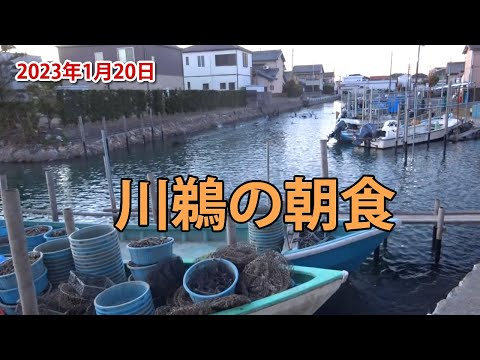 大量のボラが発生し川鵜の大群が食事にきました