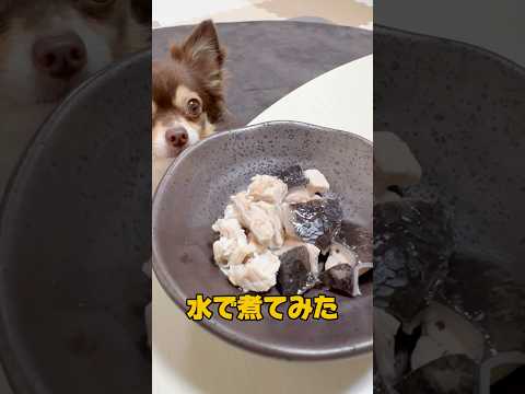 あっと言う間の出来事でした。 #1024 #チワックス #dog #チワワ