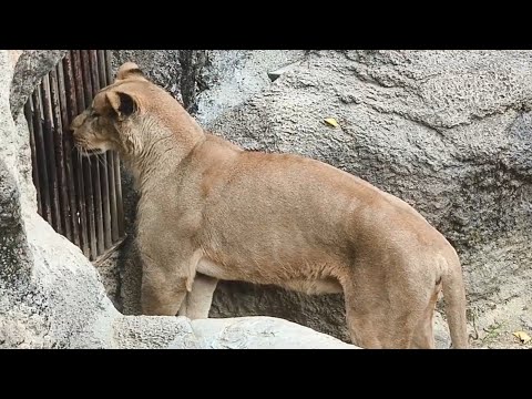 【ライオン】【愛媛県立とべ動物園】バックヤードが気になる？バックヤードを頻繁に覗くクレイ！