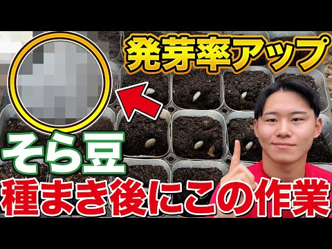 【マル秘テク】そら豆栽培で種をうまく発芽させるためにやる重要なポイント