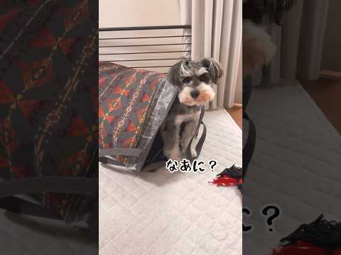 【ミニチュアシュナウザー】なぜか袋に入りたがるマヌケな犬 #shorts #schnauzer #miniatureschnauzer #シュナウザー