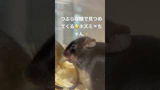 【癒し系】つぶらな瞳で見つめてくるネズミ🐭ちゃん✨　#shorts