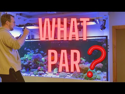 Dream Reef Tank - What PAR am I getting???