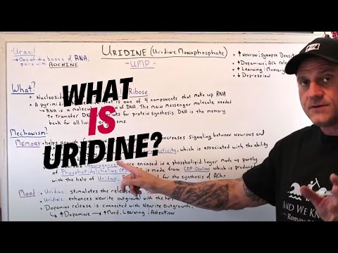 What Is Uridine and The Benefits?