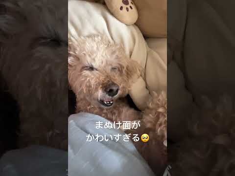 間抜け面がかわいすぎるトイプードル親バカです #トイプードル #いぬ #dog #といぷー #犬