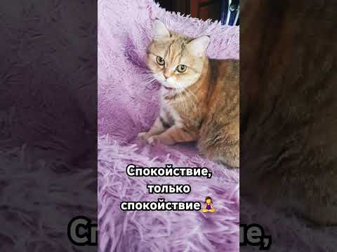 Спокойствие #котики #забавныеживотные