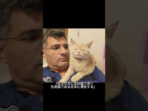 無課金おじさんと猫  #オリンピック #shorts #shortvideo #無課金おじさん #yusufdikec