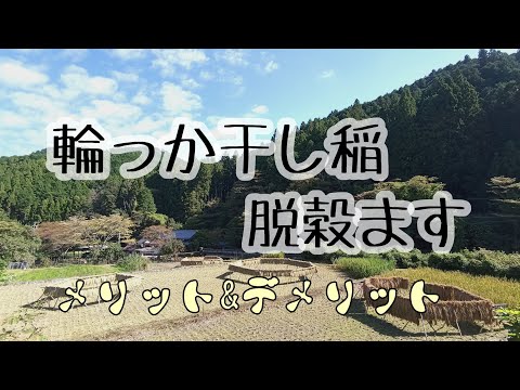 輪っか干しの稲の脱穀/輪っか干しのメリットとデメリット