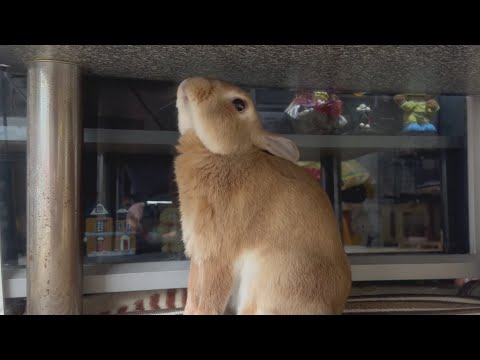 The rabbit waiting for the rain to stop under the table inside the house is too cute... (No.1703)