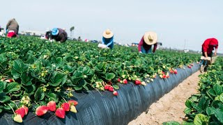 Farm Workers Grow And Pick Billions Of Strawberries In California - Strawberry Harvesting