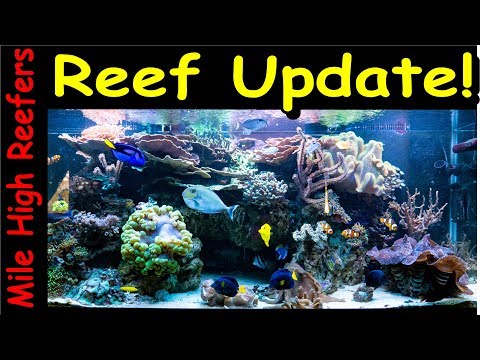 Reef Update 6-25-18