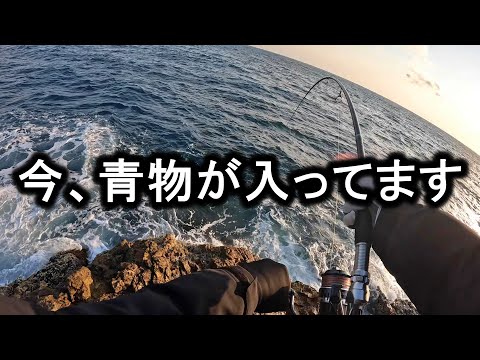 【山陰】春のショアジギングは皆さんが思うより青物が釣りやすい季節です。