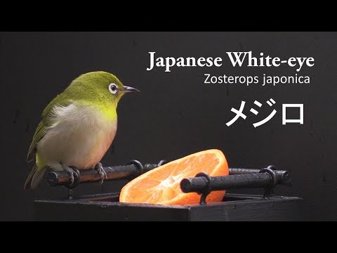 メジロ　Japanese White-eye  （Zosterops japonica）