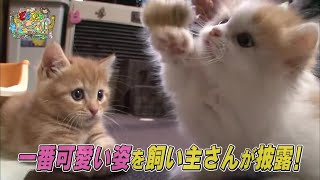 【150万回再生突破】【マンチカン】イタズラ 兄妹ケンカ ハプニング 赤ちゃん【かわいい猫まとめ動画】