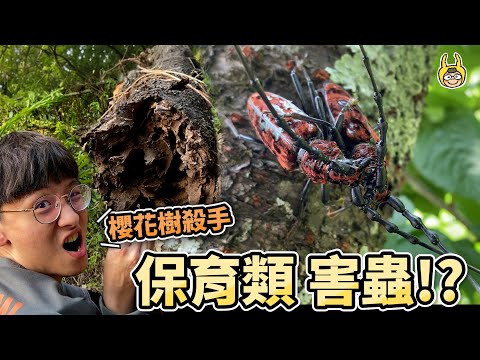 保育類甲蟲大打出手！美麗招來殺身之禍！？【叢林大冒險】