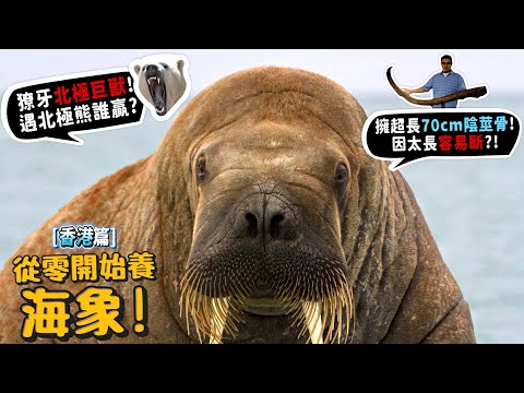 【從零開始養】海象!台灣動物園看不到!北極獠牙巨獸跟北極熊誰強?擁有超長70公分易斷?智商高會仰臥起坐?【許伯簡芝】香港海洋公園篇!