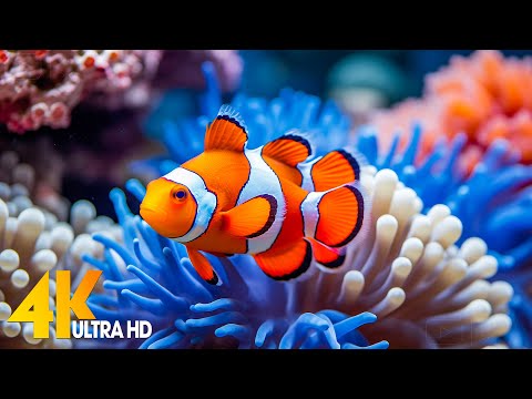 Aquarium 4K VIDEO (ULTRA HD) 🐠 Beautiful Coral Reef Fish - Relaxing Sleep Meditation Music #10