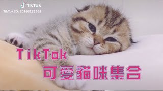 【TikTok】最萌貓咪合輯 貓奴必看！