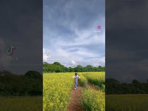 超美油菜花田 Rapeseed Field