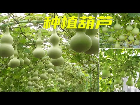 水果筐别扔，简单改造种植葫芦，方法简单，一学就会