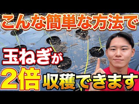 【目から鱗】家庭菜園の人でも大量に玉ねぎが作れちゃう裏ワザ教えちゃいます！！！