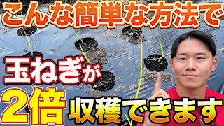 【目から鱗】家庭菜園の人でも大量に玉ねぎが作れちゃう裏ワザ教えちゃいます！！！