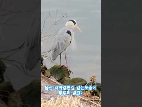 울산 태화강변길 걷는 도중에 #두루미발견? 진짜 두루미 맞는건가?ㅋㅋㅋㅋ