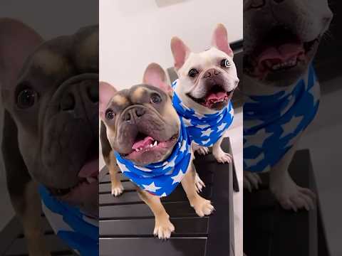 Happy National Dog Day! 💙 Come and Get Your Love | Max and Bo | Frenchie Trekker TV #Dog #Frenchie