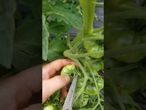 给传家宝番茄疏果 Prune heirloom tomato fruits