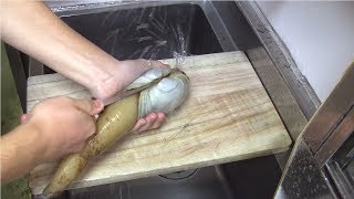 白ミル貝のさばき方～握りと串焼き　寿司屋の仕込み　how to clean a Mirugai Clam and make sushi