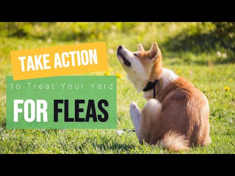 How To Treat Your Yard for Fleas And Make Your Lawn Less Attractive To Them