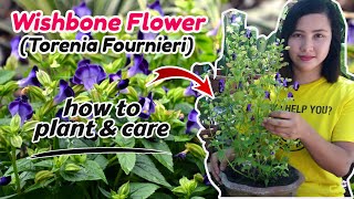 Wishbone flower plants complete care guide || How to grow and care || Torenia Fournieri