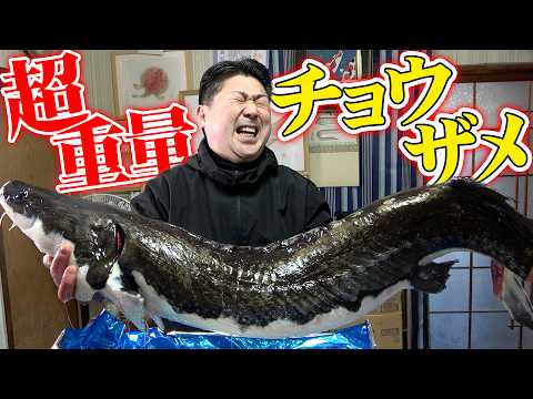 【超重量級】大きすぎる古代魚シロチョウザメって美味しいのかな？！