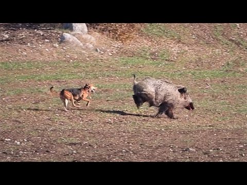 CHASING GIANT WILD BOAR - DEVASA AZILI DOMUZUN PEŞİNDE!