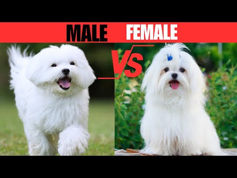 Male Vs Female Maltese: 10 Differences Between Them