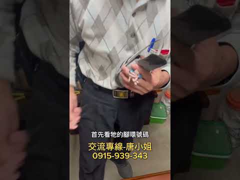 ［已交流］主力鴿系912×唯一歸返雙頭勢山優質母鴿！具唯一歸返高代特徵👍