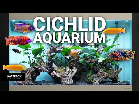 Kickstart Your Cichlid Journey: An Exciting Step-by-Step Tank Setup!