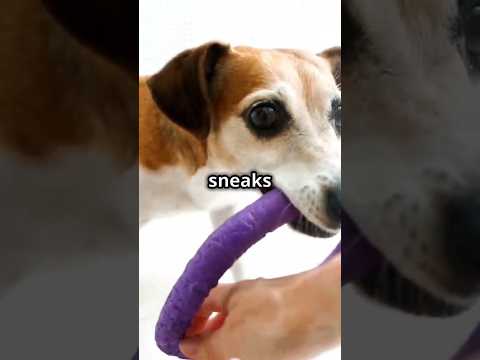 Funny Pet Pranks! 😂 #youtubeshorts #shortsviral #pets #pethub  #petcaretips #healthypets #cute