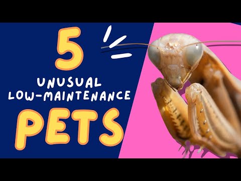 5 Unusual Low Maintenance Pets for Home or Classroom