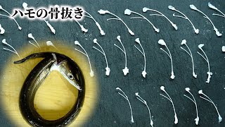 【Y字を理解せよ】ハモの骨の構造と抜き方【ハモの刺身】