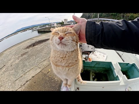 Two cute cats greeted me at the boat dock.