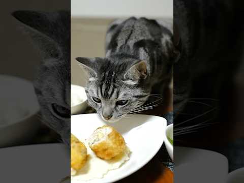 Our cat comes to smell me and my wife's food every day.