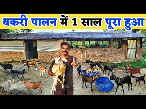 10 बकरी पालन में 1 साल का सफर कैसा रहा | Desi goat farming in bihar | Bakri palan