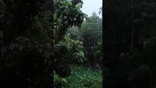 #monsoonlove #heavyrainsounds #rainasmrrelax #natureloverforlife