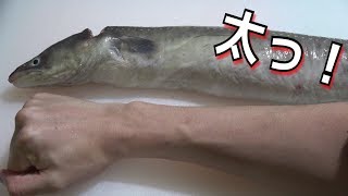 【測定不能】大きくなりすぎてしまったアナゴの味が衝撃